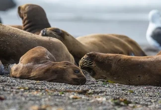 Foto: Divulgação Mapa Foto: Divulgação Mapa