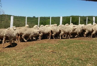 Exportação de genética e cadeia da carne são desafios da ovinocultura para 2024 Exportação de genética e cadeia da carne são desafios da ovinocultura para 2024