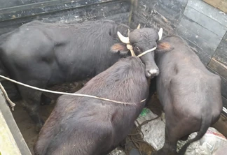 Foto de três búfalos sendo transportados Foto de três búfalos sendo transportados