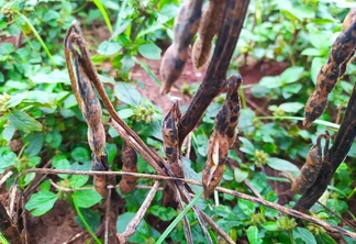 Foto de vagens de soja com manchas escuras. Foto de vagens de soja com manchas escuras.