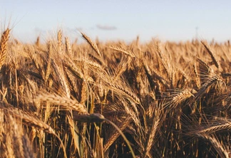 Foto de campo de trigo. Foto de campo de trigo.