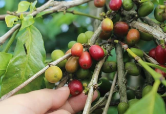 grãos de café ainda na planta grãos de café ainda na planta