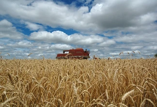 Foto de colheitadeira vermelha em meio a lavoura de trigo. Foto de colheitadeira vermelha em meio a lavoura de trigo.