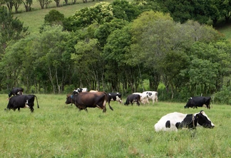 Foto de vacas leiteiras em pastagem. Foto de vacas leiteiras em pastagem.