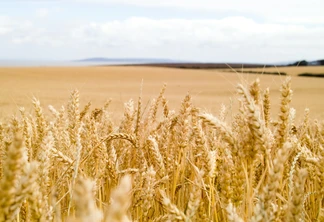 Foto de lavoura de trigo. Foto de lavoura de trigo.