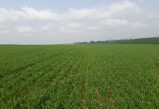 Foto de lavoura de trigo com plantas ainda pequenas. Foto de lavoura de trigo com plantas ainda pequenas.