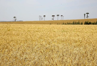 Foto de lavoura de trigo. Foto de lavoura de trigo.