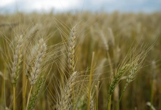Foto de espigas de trigo em lavoura. Foto de espigas de trigo em lavoura.