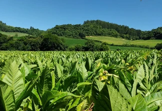 Foto de lavoura de tabaco. Foto de lavoura de tabaco.