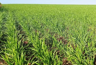 Foto de lavoura de trigo com plantas ainda pequenas. Foto de lavoura de trigo com plantas ainda pequenas.