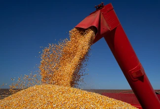 Foto de colheitadeira vermelha despejando grãos de milho. Foto de colheitadeira vermelha despejando grãos de milho.