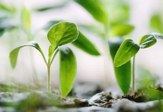 Foto de plantas verdes e pequenas. Foto de plantas verdes e pequenas.