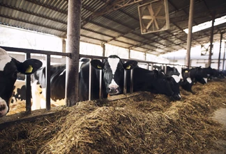 Foto de vacas em curral comendo feno. Foto de vacas em curral comendo feno.