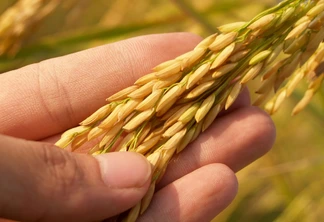 Foto de mão segurando espiga de arroz. Foto de mão segurando espiga de arroz.