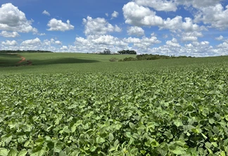 Foto de lavoura de soja. Foto de lavoura de soja.