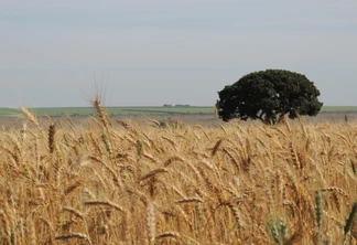 Foto de lavoura de trigo com árvore ao fundo. Foto de lavoura de trigo com árvore ao fundo.