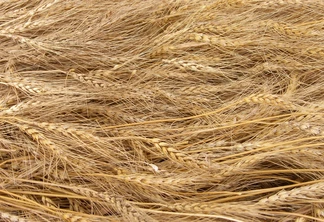 Foto de espigas de trigo deitadas umas sobre as outras. Foto de espigas de trigo deitadas umas sobre as outras.