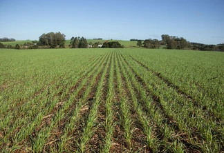 Foto de lavoura de trigo em desenvolvimento vegetativo com plantas pequenas. Foto de lavoura de trigo em desenvolvimento vegetativo com plantas pequenas.
