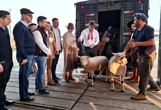 Foto mostrando várias pessoas, principalmente homens, ao redor de duas ovelhas que estão saindo de caminhão. Foto mostrando várias pessoas, principalmente homens, ao redor de duas ovelhas que estão saindo de caminhão.