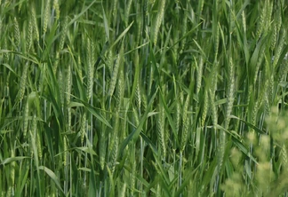 Foto de espigas de trigo em lavoura. Foto de espigas de trigo em lavoura.