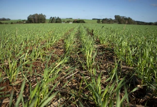 Foto de plantas de trigo em desenvolvimento vegetativo. Foto de plantas de trigo em desenvolvimento vegetativo.