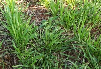 Foto de planta de buva em meio a lavoura de trigo. Foto de planta de buva em meio a lavoura de trigo.