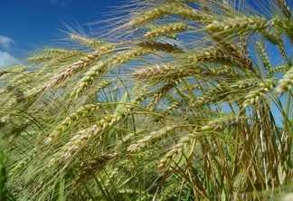 Foto de espigas de trigo em lavoura. Foto de espigas de trigo em lavoura.