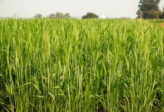 Foto de lavoura de trigo sob céu nublado. Foto de lavoura de trigo sob céu nublado.