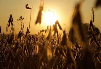 Lavoura de soja no entardecer da fazenda Lavoura de soja no entardecer da fazenda