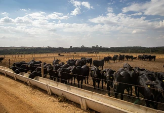 Foto de bovinos em área de confinamento. Foto de bovinos em área de confinamento.