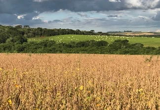 Foto de lavoura de soja com gado em pasto ao fundo. Foto de lavoura de soja com gado em pasto ao fundo.