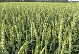 Foto de lavoura de trigo com espigas ainda verdes. Foto de lavoura de trigo com espigas ainda verdes.