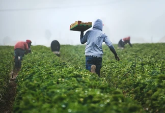 Foto de homens em meio a lavoura colhendo. Um deles carrega uma caixa. Foto de homens em meio a lavoura colhendo. Um deles carrega uma caixa.