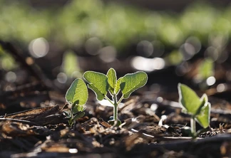 Foto de planta pequena de soja em lavoura. Foto de planta pequena de soja em lavoura.