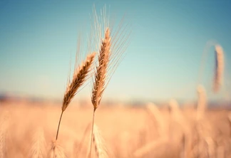 Foto focada em duas espigas de trigo em meio a lavoura. Foto focada em duas espigas de trigo em meio a lavoura.