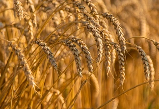 Campo de espiguetas de cultivo de trigo. Campo de espiguetas de cultivo de trigo.