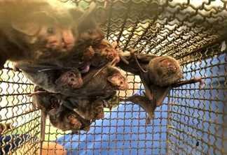 Morcegos presos em uma gaiola. Morcegos presos em uma gaiola.