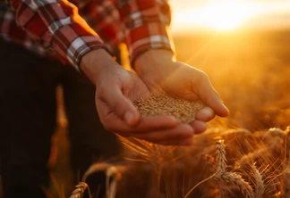 Mãos de um fazendeiro de perto segurando um punhado de grãos de trigo em um campo de trigo. Mãos de um fazendeiro de perto segurando um punhado de grãos de trigo em um campo de trigo.