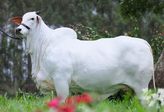 Foto de vaca nelore branca em pastagem. Foto de vaca nelore branca em pastagem.