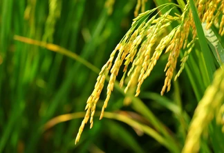 Foto de espigas de arroz em lavoura. Foto de espigas de arroz em lavoura.