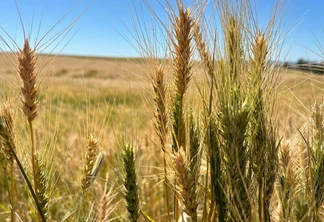 Foto de espigas de trigo em lavoura. Foto de espigas de trigo em lavoura.