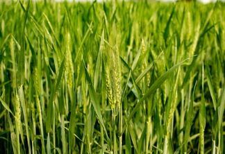 Foto de lavoura de trigo em espigamento. Foto de lavoura de trigo em espigamento.