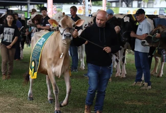 Foto de homem desfilando com uma vaca que usa um faixa de campeã. Foto de homem desfilando com uma vaca que usa um faixa de campeã.