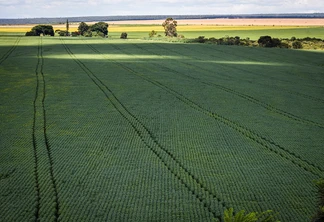 Foto de área extensa de plantação de soja. Foto de área extensa de plantação de soja.