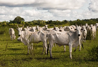 Foto de bois brancos em pastagem. Foto de bois brancos em pastagem.