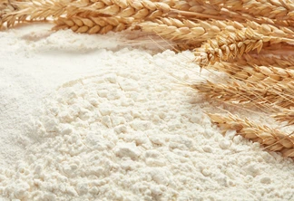 Foto de farinha de trigo ao lado de espigas de trigo. Foto de farinha de trigo ao lado de espigas de trigo.