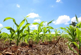 Área de milho 2ª safra deve crescer pouco, mas é esperada uma recuperação na produtividade | Foto: Jaelson Lucas / AEN Área de milho 2ª safra deve crescer pouco, mas é esperada uma recuperação na produtividade | Foto: Jaelson Lucas / AEN