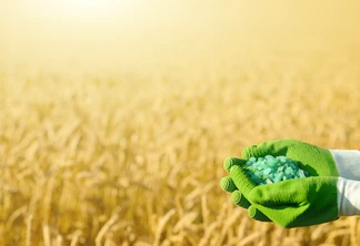 Agricultor segura fertilizantes nas mãos com campo de trigo ao fundo. Agricultor segura fertilizantes nas mãos com campo de trigo ao fundo.