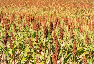 Sorgo, uma importante cultura de cereais no campo para fazer mingaus, assar pão ou fazer cerveja Sorgo, uma importante cultura de cereais no campo para fazer mingaus, assar pão ou fazer cerveja