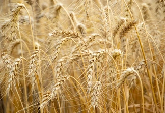 Foto de lavoura de trigo pronta para colheita. Foto de lavoura de trigo pronta para colheita.